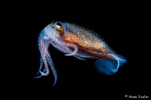 Blackwater photo of Reef Squid in Anilao, Philippines by Norm Vexler 